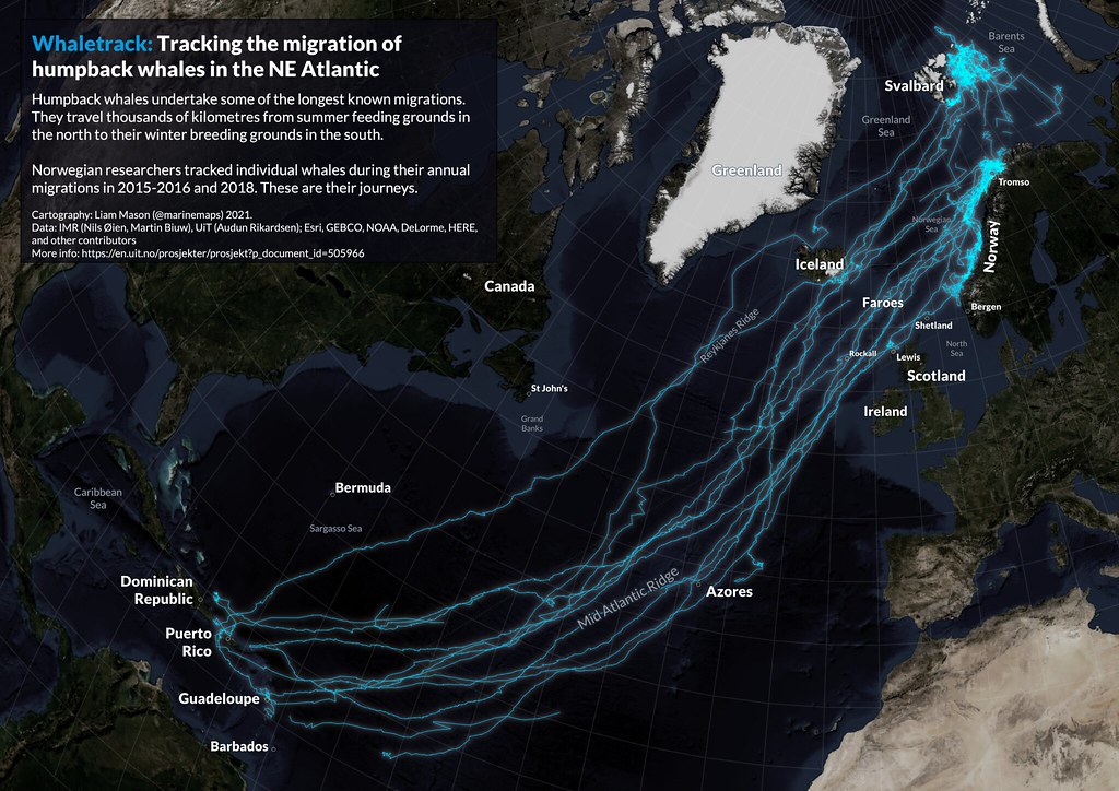 Whaletrack: tracking the migration of humpback whales in the NE Atlantic